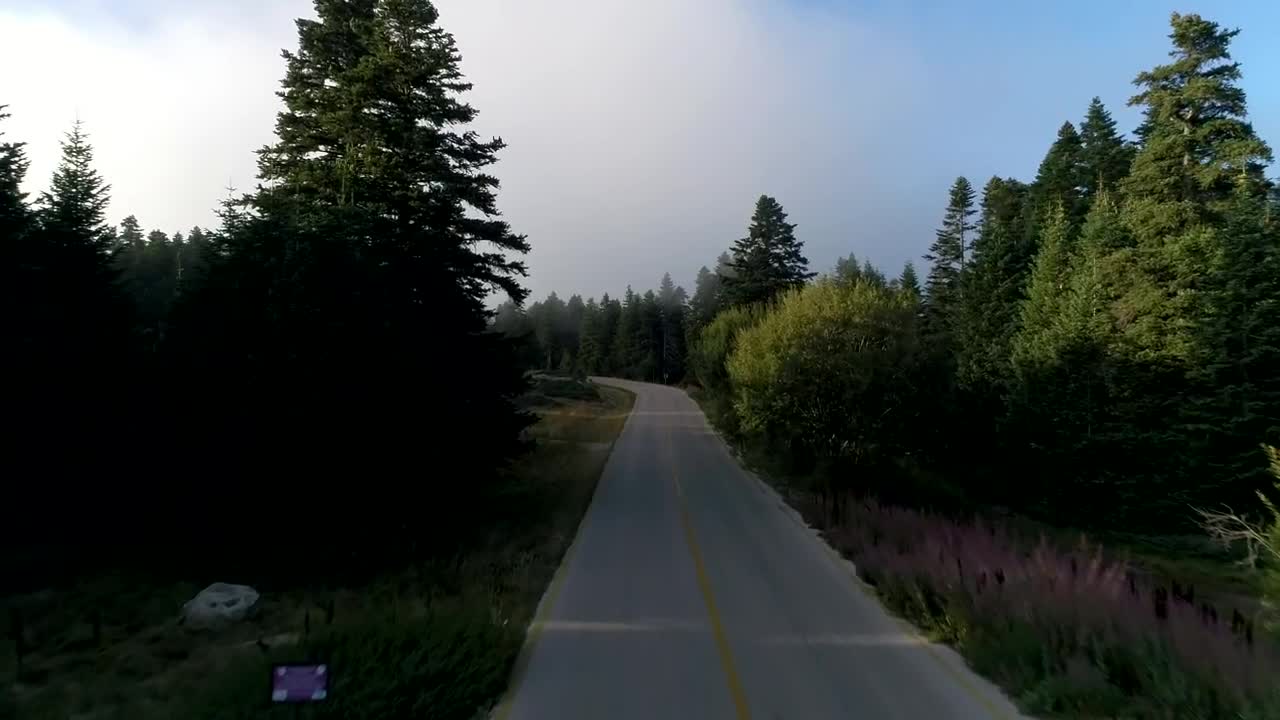 Stock Video Following A Forest Road Live Wallpaper For PC - Free Download