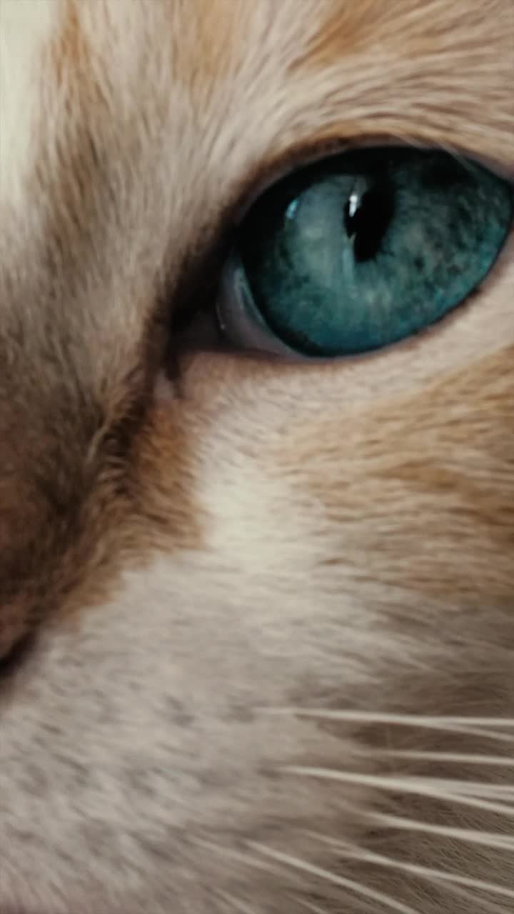 Stock Footage White Cat With Blue Eyes Live Wallpaper - Free Download