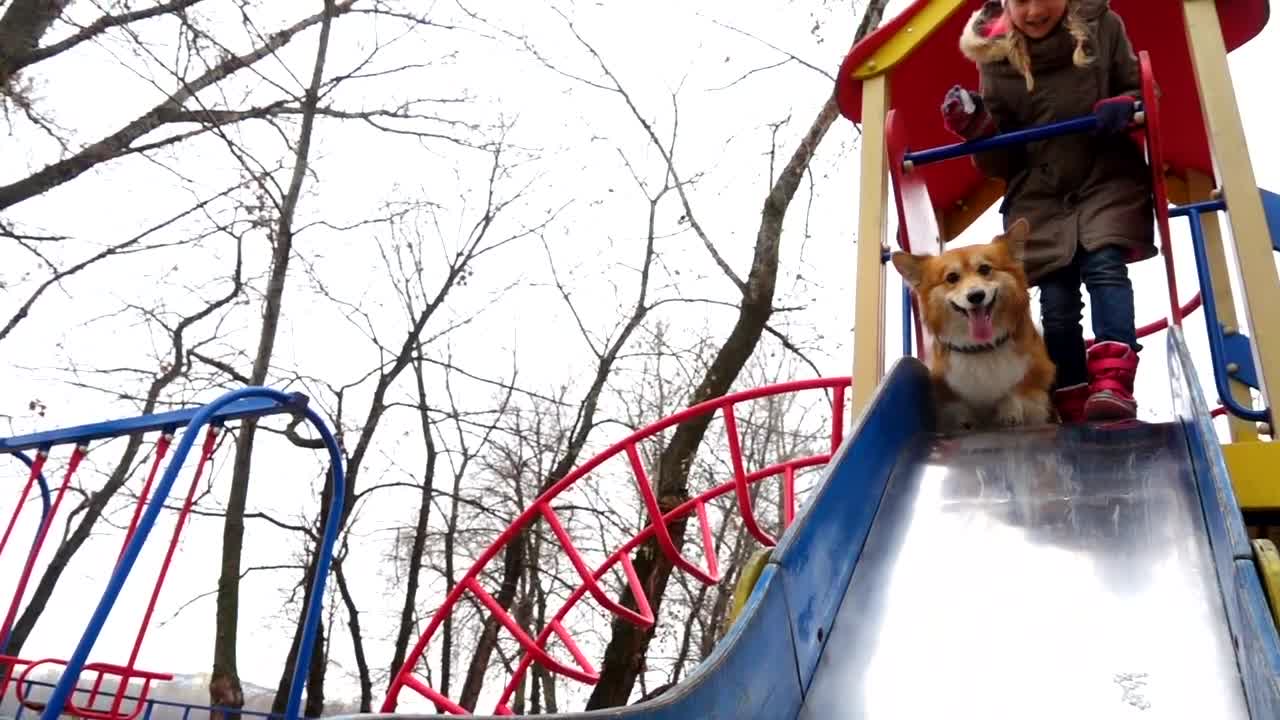 Stock Video Girl With Pet Dog In The Playground Live Wallpaper For PC - Free Download