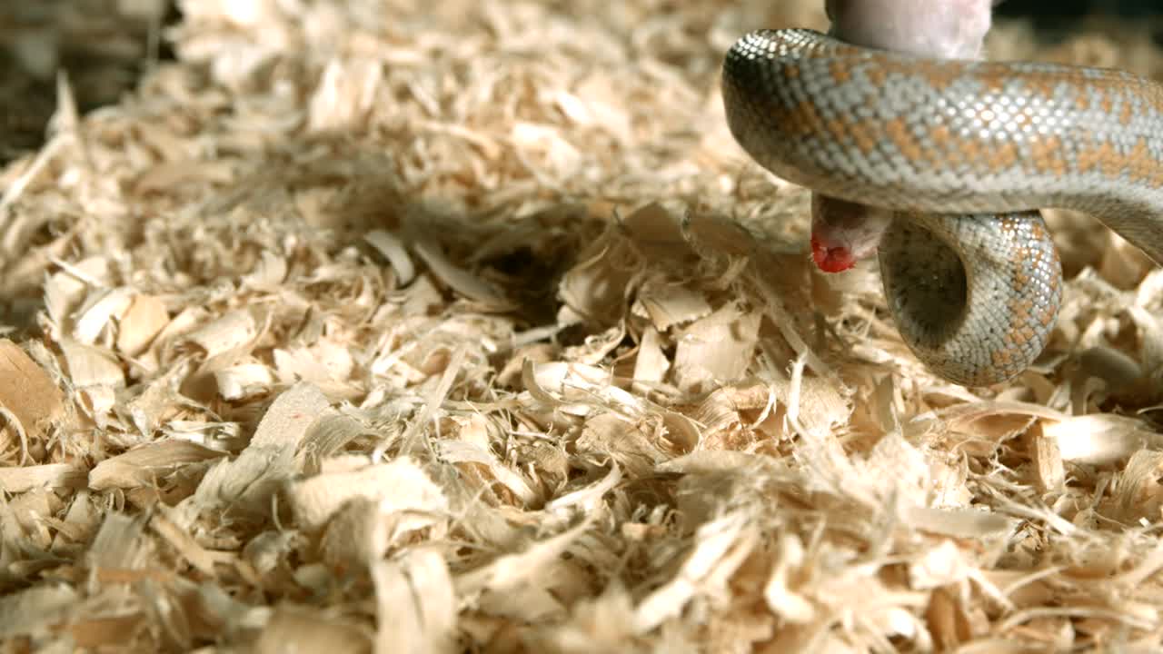 Free Video Stock Snake Wrapped Around A Rat Live Wallpaper - Free Download