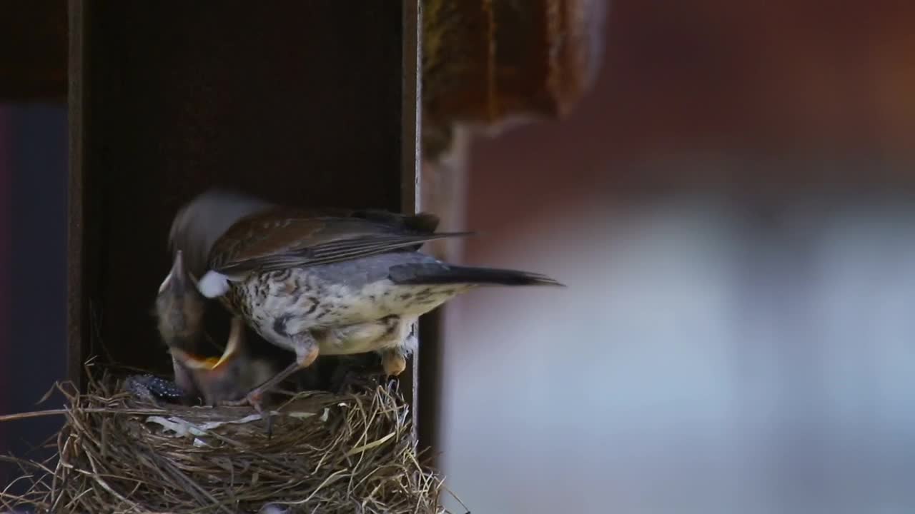 Video Stock Chicks In The Nest With Mom Live Wallpaper For PC - Free Download