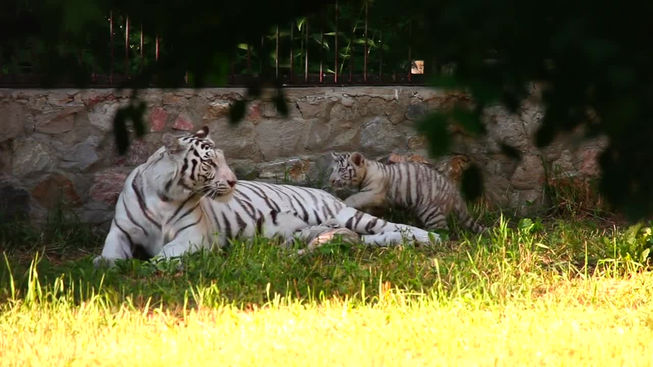 Stock Footage White Tiger And Her Cub Laying On The Grass Live Wallpaper - Free Download