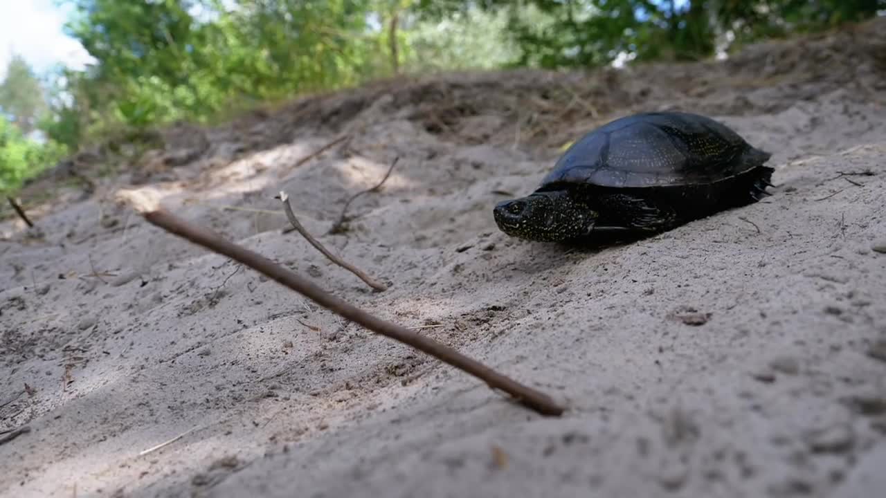 Free Stock Video Turtle Walks Towards The Sea On The Beach Live Wallpaper - Free Download