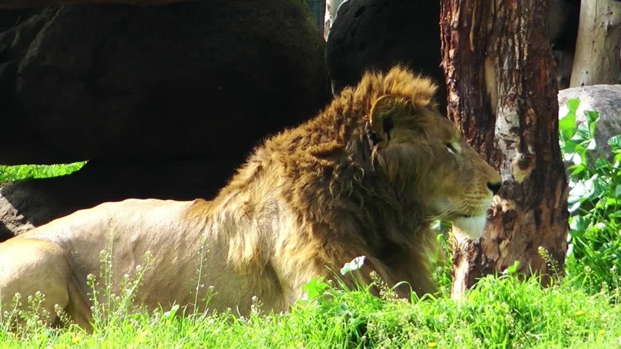 Stock Video Lion King Resting In The Jungle Animated Wallpaper - Free Download