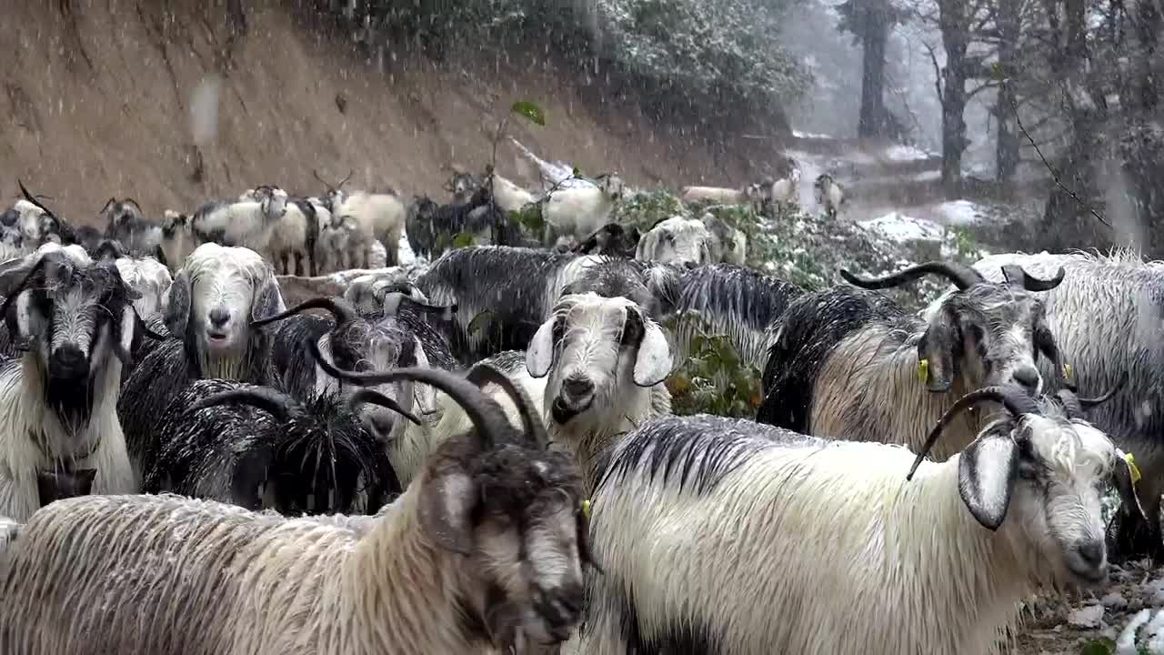 Stock Video Dog In The Middle Of A Goat Herd Live Wallpaper For PC - Free Download
