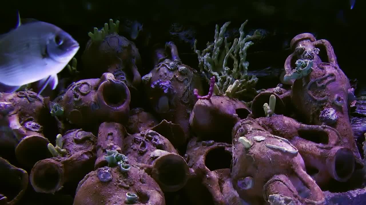Stock Video Dark Tank With Silver Fish Swimming Live Wallpaper For PC - Free Download