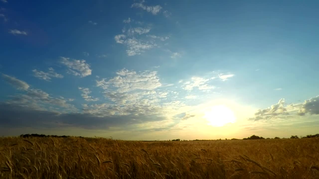 Free Video Stock sunset over a wheat field Live Wallpaper - Free Download