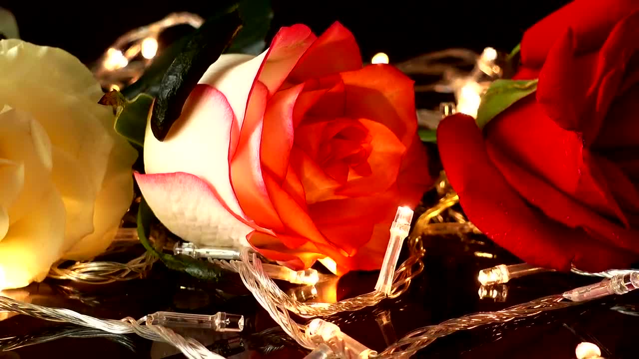 Free Stock Video Roses On Flashing Lights Live Wallpaper - Free Download