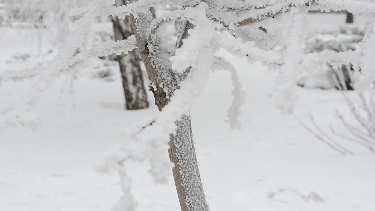 Stock Video Fresh Snow In The Forest Live Wallpaper For PC - Free Download