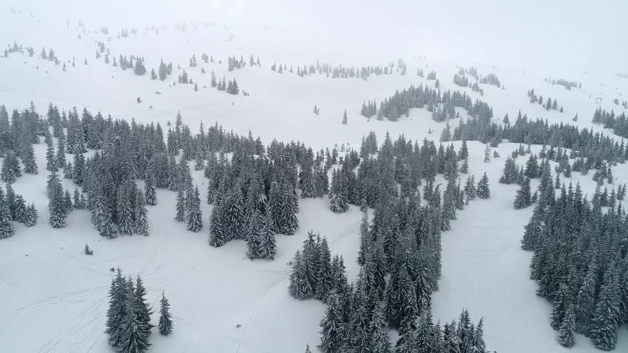 Free Video Stock Snowy Mountain With Frozen Pine Trees Live Wallpaper - Free Download