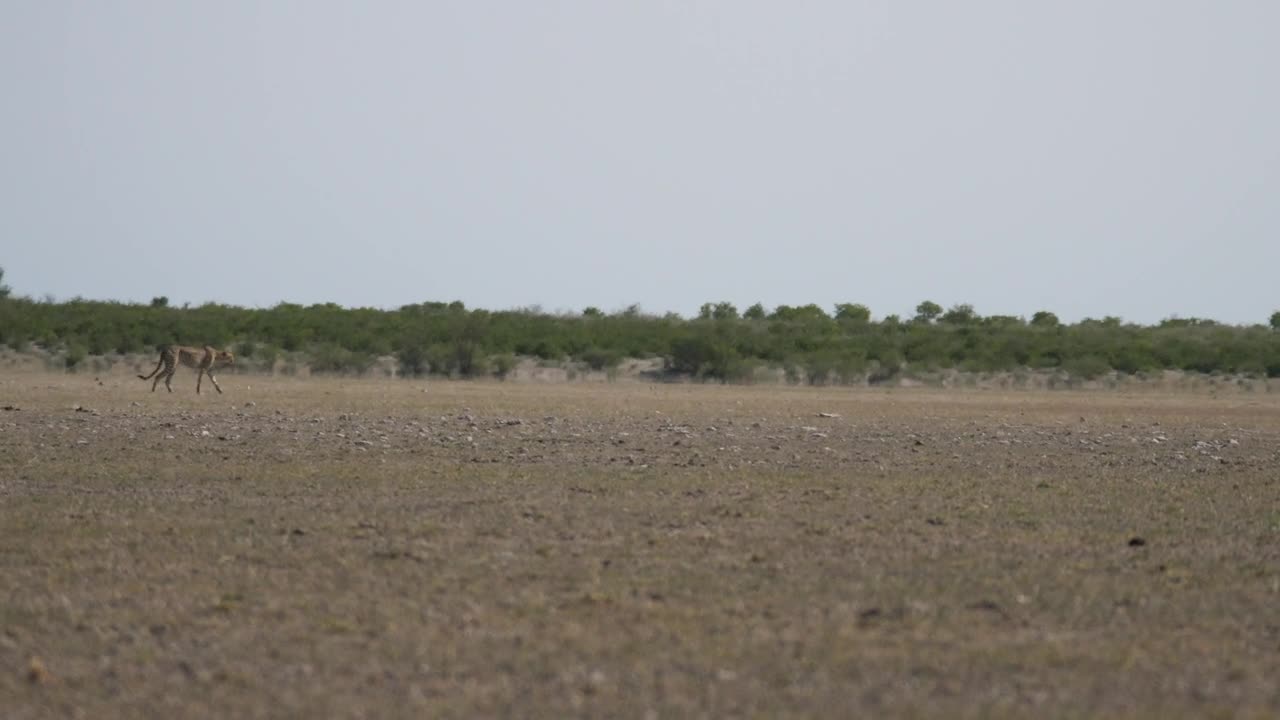 Video Stock Cheetah Hunting On A Herd Of Wildebeest Live Wallpaper For PC - Free Download