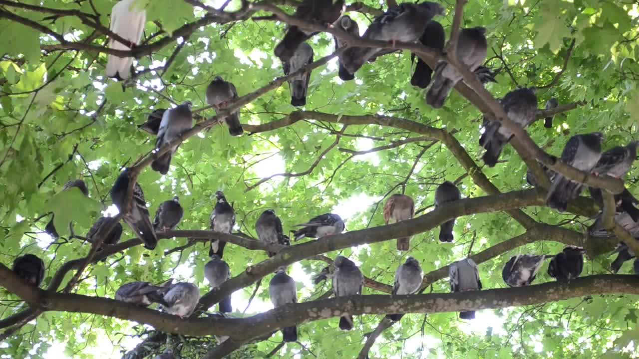 Stock Video Many Pigeons Perched On The Branches Of A Tre Animated Wallpaper - Free Download