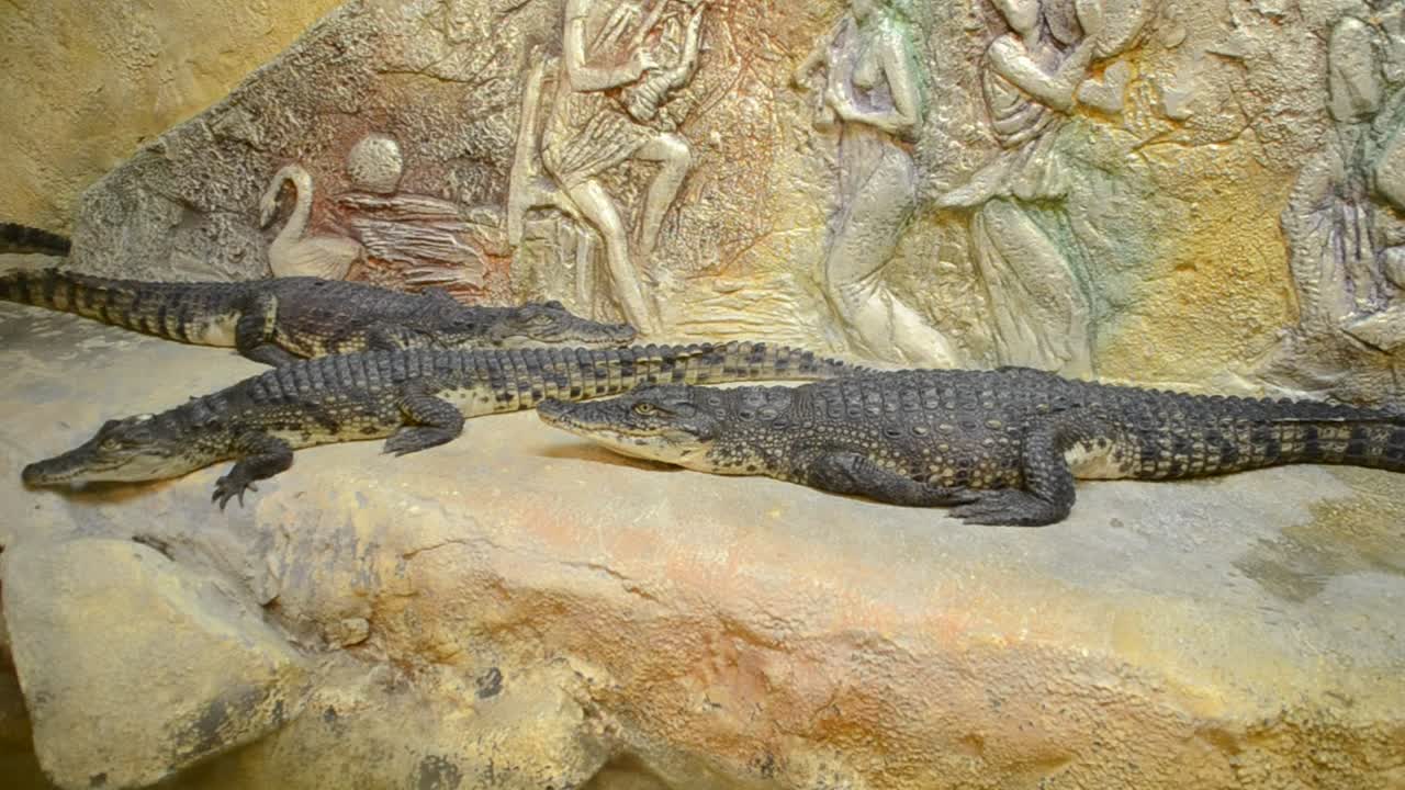 Stock Video Crocodiles In A Zoo Environment Live Wallpaper For PC - Free Download