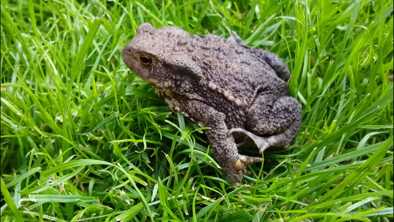 Free Video Stock toad resting in the grass Live Wallpaper - Free Download