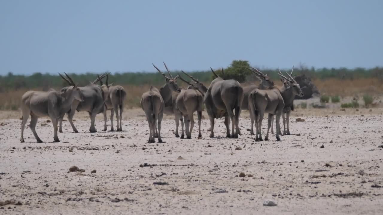 Stock Video Herd Of Common Elands On A Hot And Dry Savanna Animated Wallpaper - Free Download