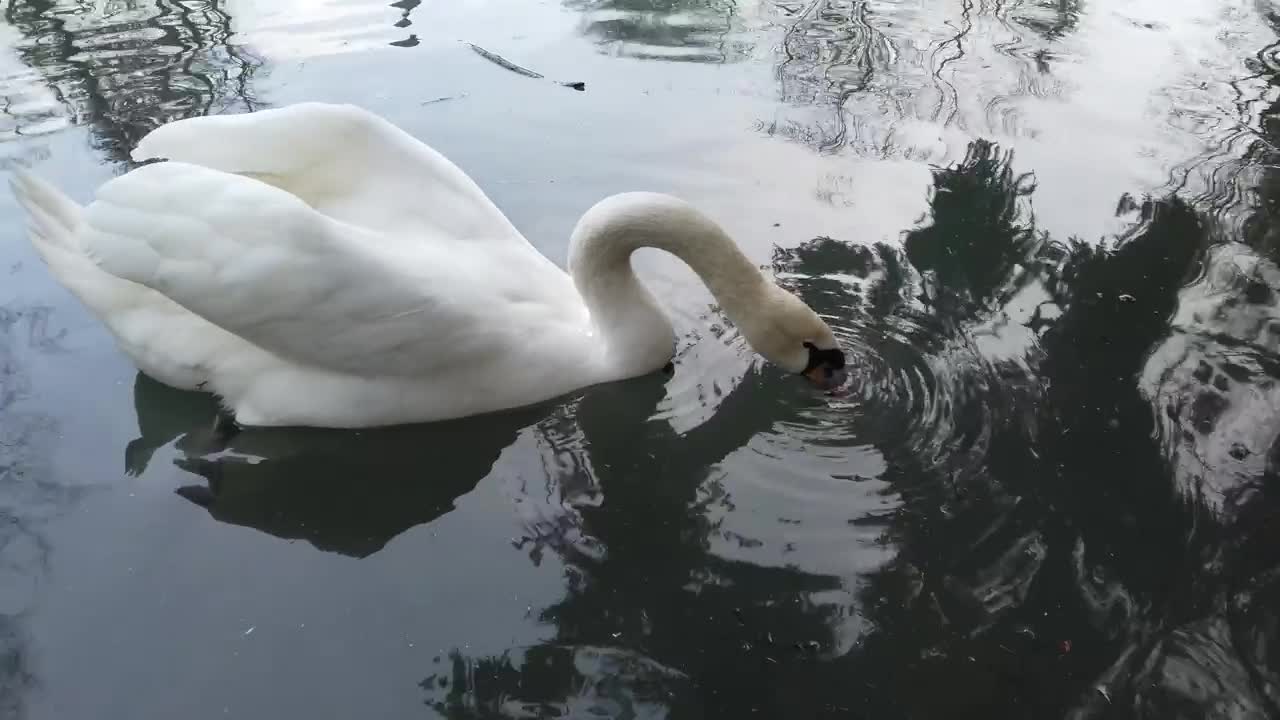 Free Video Stock swan feeding in a pond Live Wallpaper - Free Download