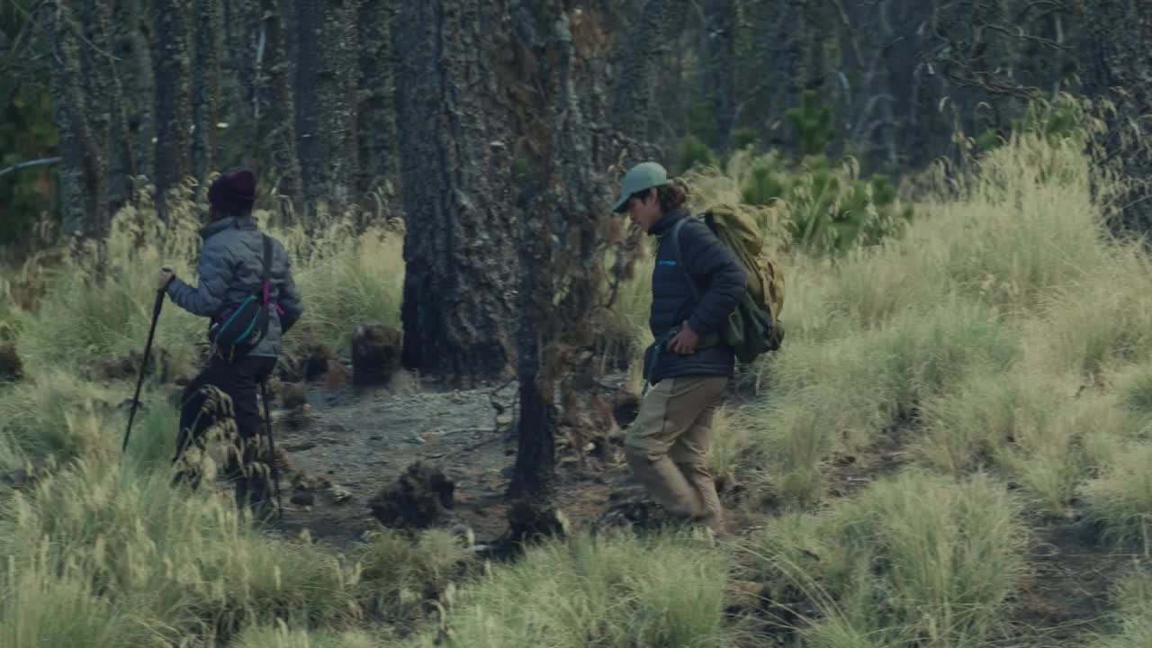 Stock Video Lovers Walking Through A Forest Animated Wallpaper - Free Download