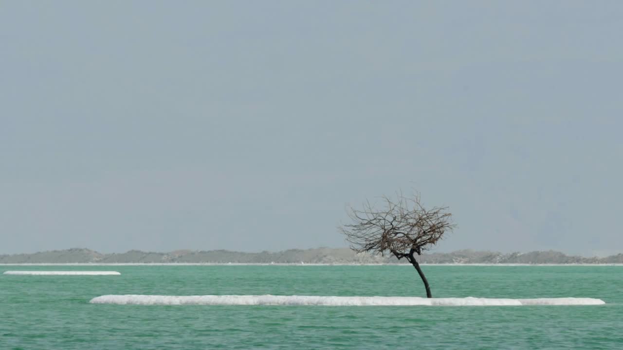 Free Stock Video Single Tree In The Dead Sea Live Wallpaper - Free Download