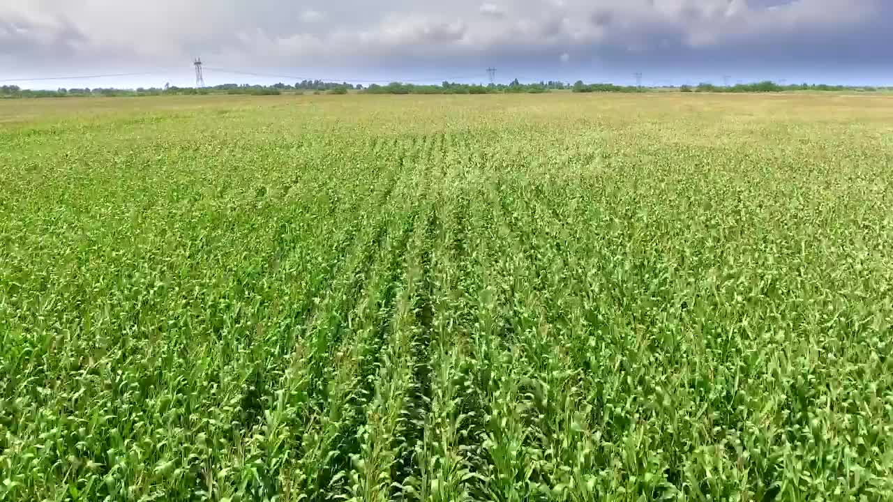 Stock Video Cornfield Moving With The Wind Live Wallpaper For PC - Free Download