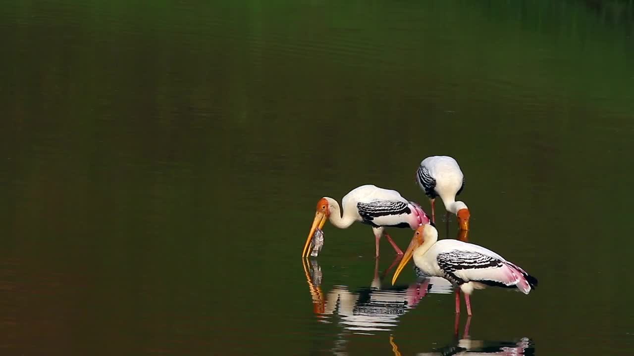 Free Video Stock Stork Eating A Fish Live Wallpaper - Free Download