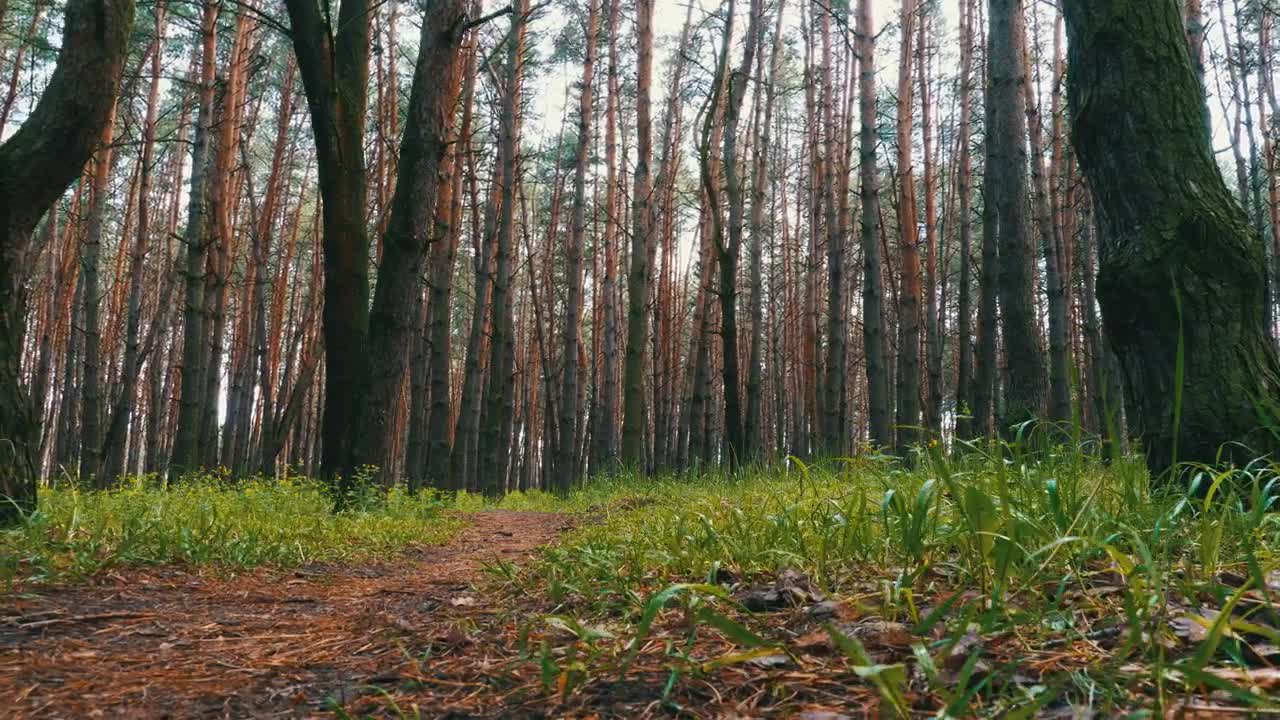 Free Video Stock temperate forest in autumn Live Wallpaper - Free Download