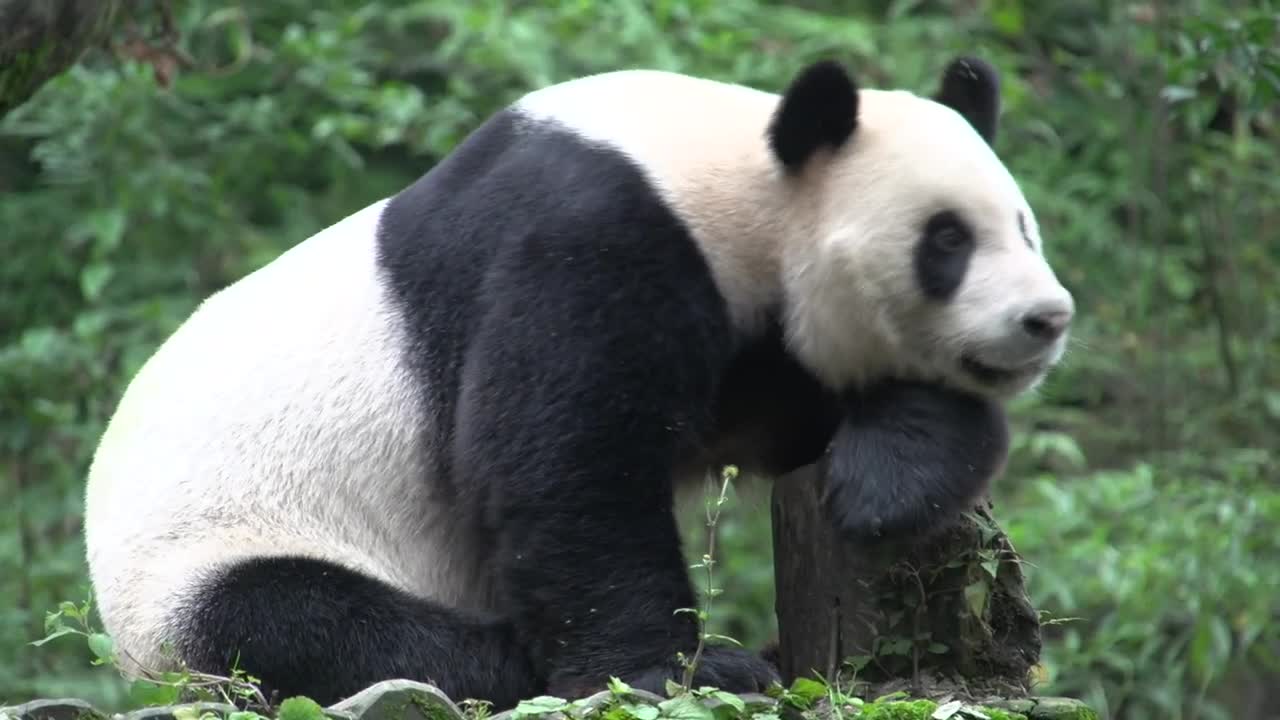 Stock Video Panda Resting On A Tree Trunk Live Wallpaper - Free Download
