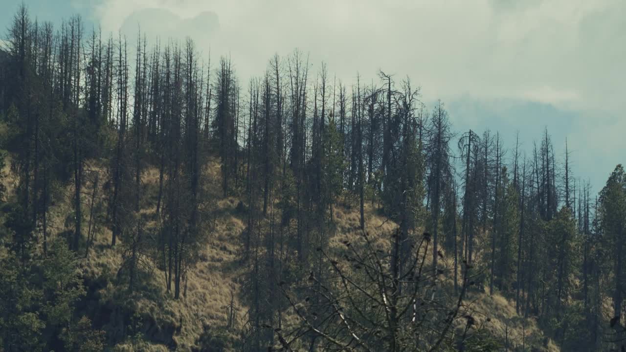 Free Video Stock timelapse of a forest during the afternoon Live Wallpaper - Free Download