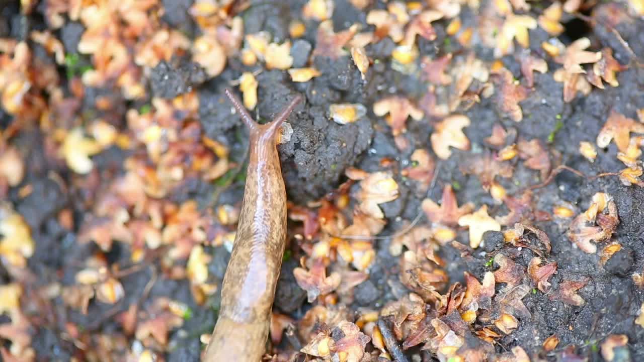 Free Video Stock Slug Crawling On The Ground Live Wallpaper - Free Download