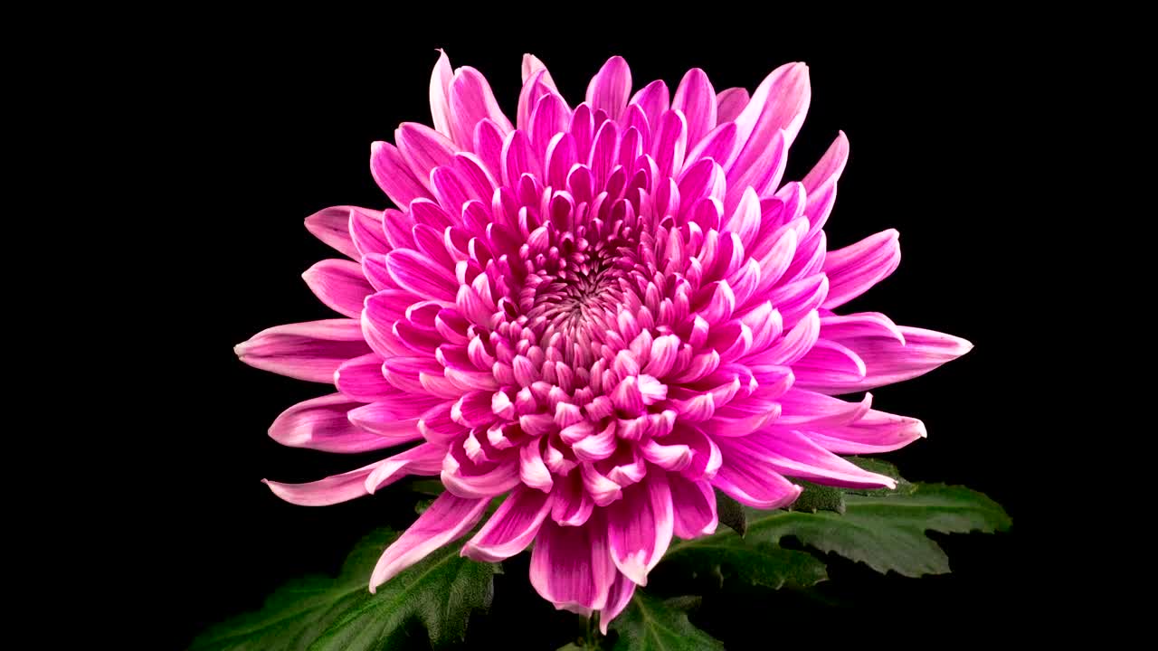 Video Stock Pink Chrysanthemum Flower Opening Live Wallpaper Free - Free Download