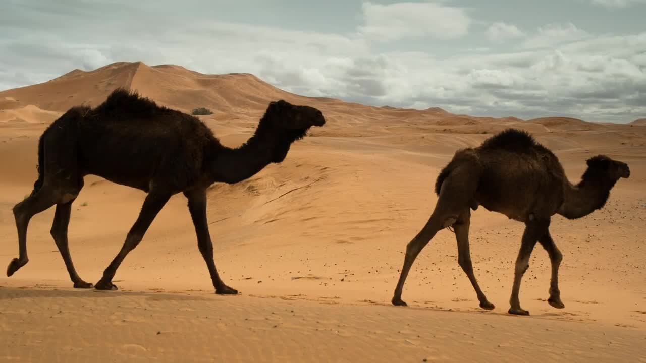 Video Stock Camels Walking In The Desert Live Wallpaper For PC - Free Download