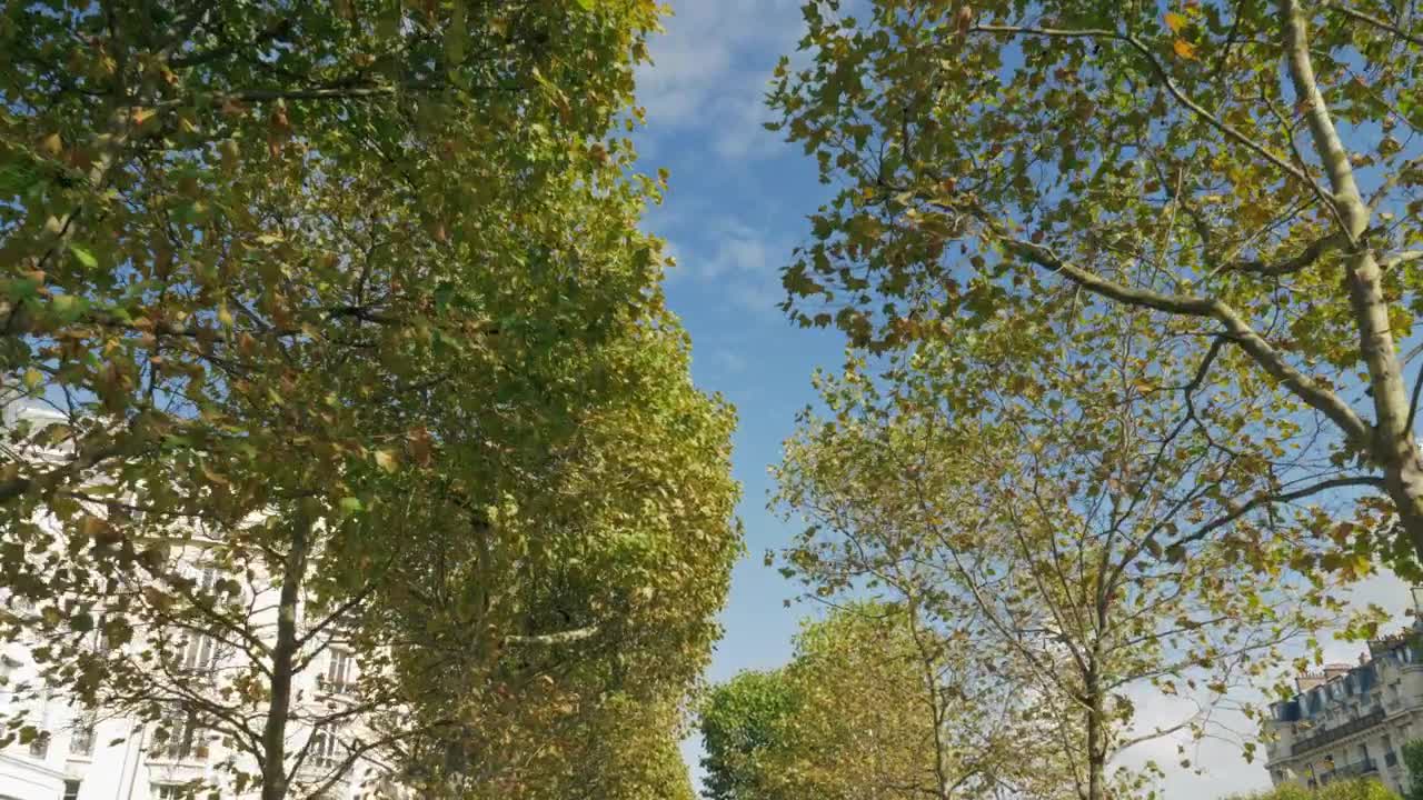Stock Footage Walking Through A Park Avenue Live Wallpaper - Free Download