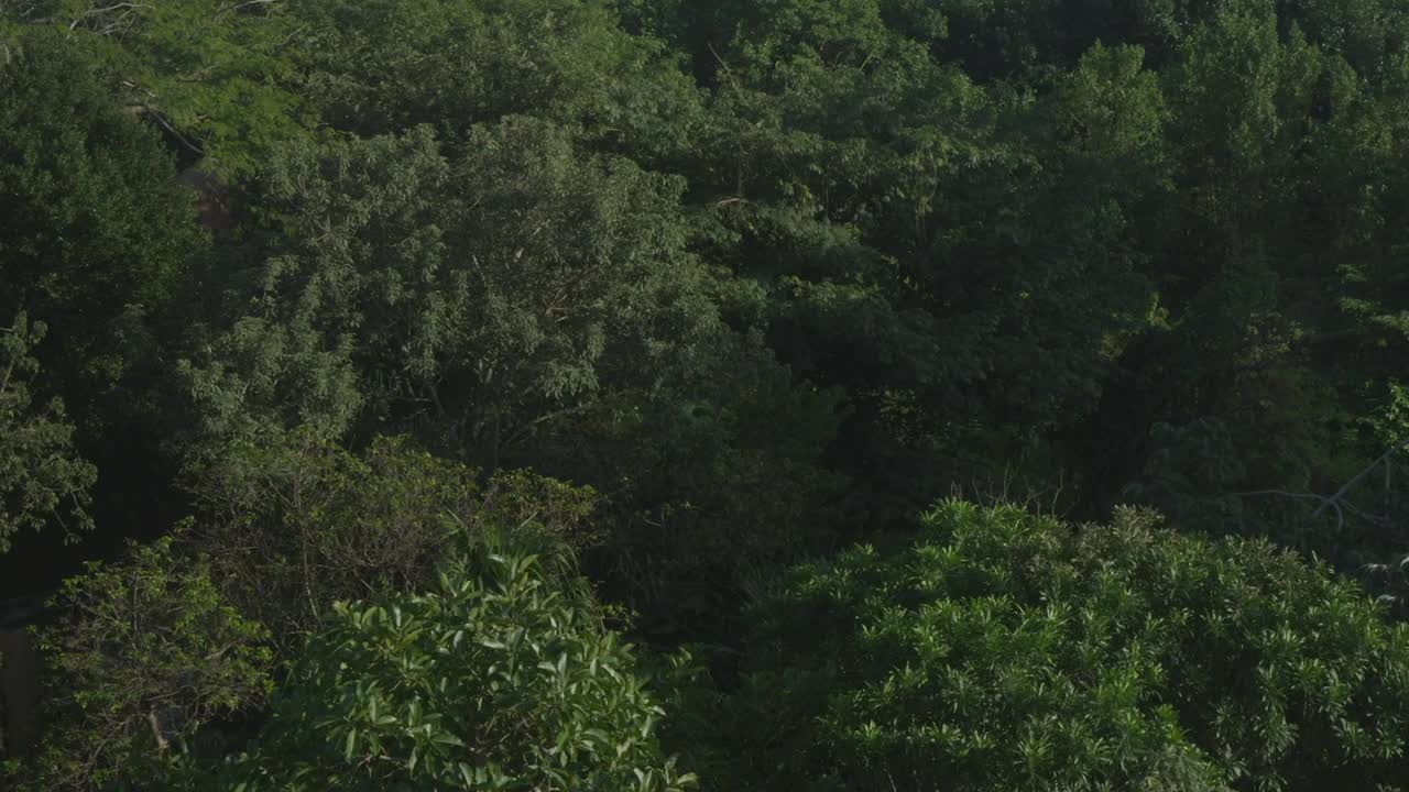 Free Video Stock tight forest canopy Live Wallpaper - Free Download