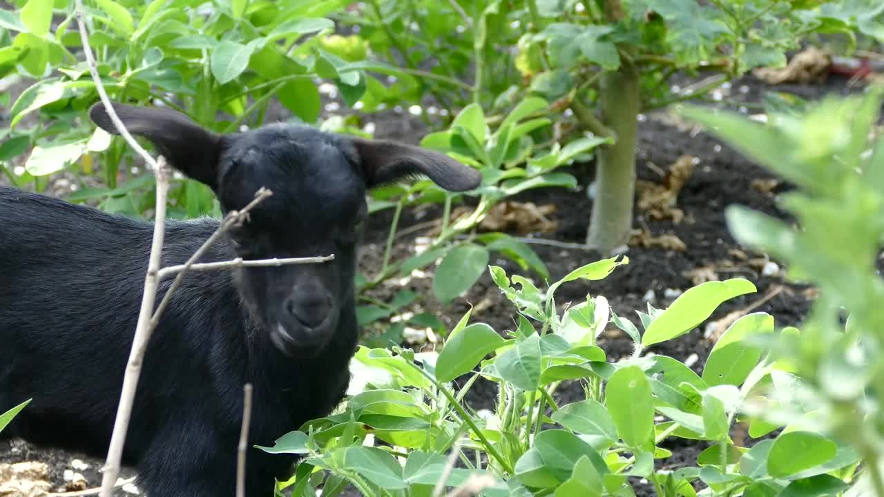Stock Video Black Baby Goat Eating Leafs Live Wallpaper For PC - Free Download