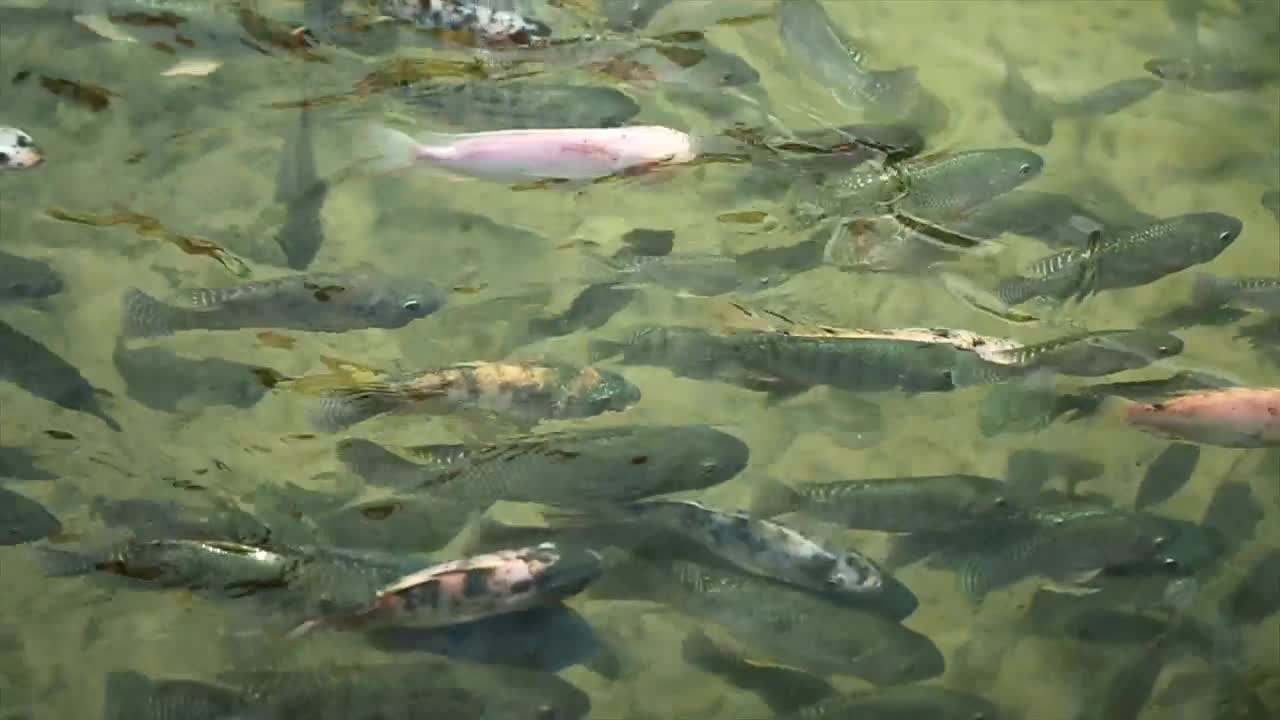 Stock Video Fish Swimming Along In A Pond Live Wallpaper For PC - Free Download