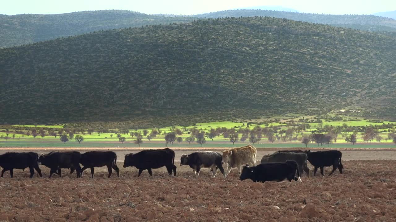Stock Video Cows And Shepherd Walking Through The Field Live Wallpaper For PC - Free Download