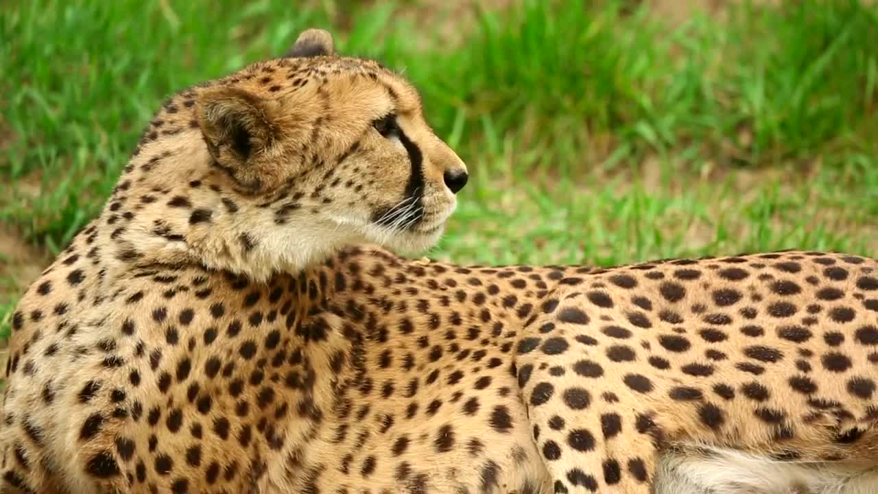 Video Stock Cheetah Resting On The Grass Live Wallpaper For PC - Free Download