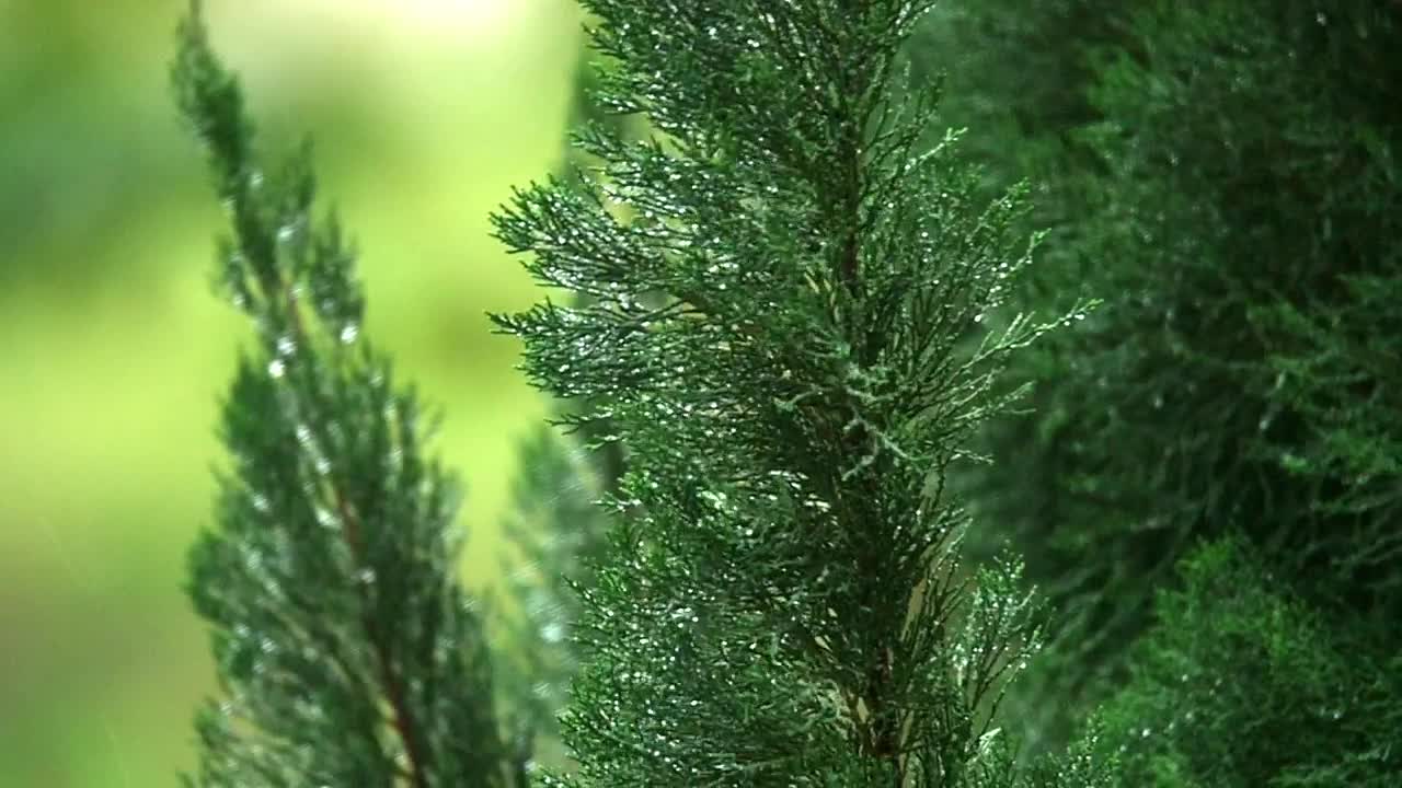 Video Stock Pines After A Spring Shower Live Wallpaper Free - Free Download