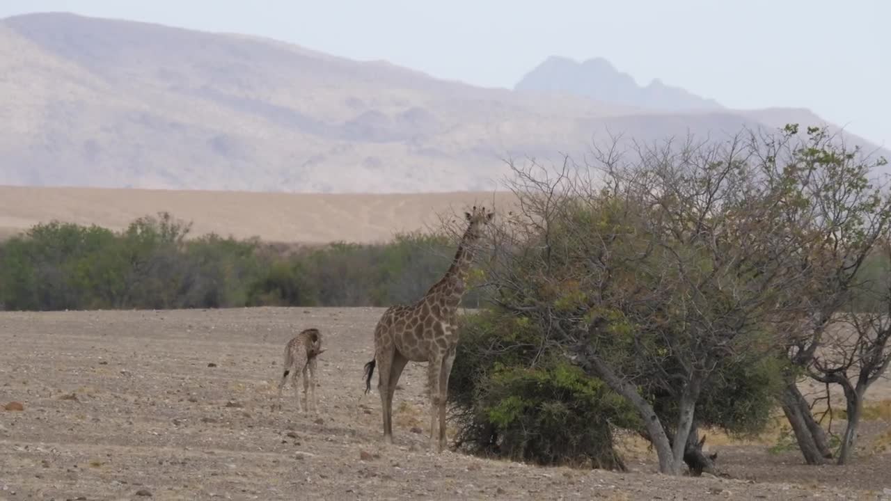 Stock Video Giraffe Eats From A Tree On The Savanna Live Wallpaper For PC - Free Download