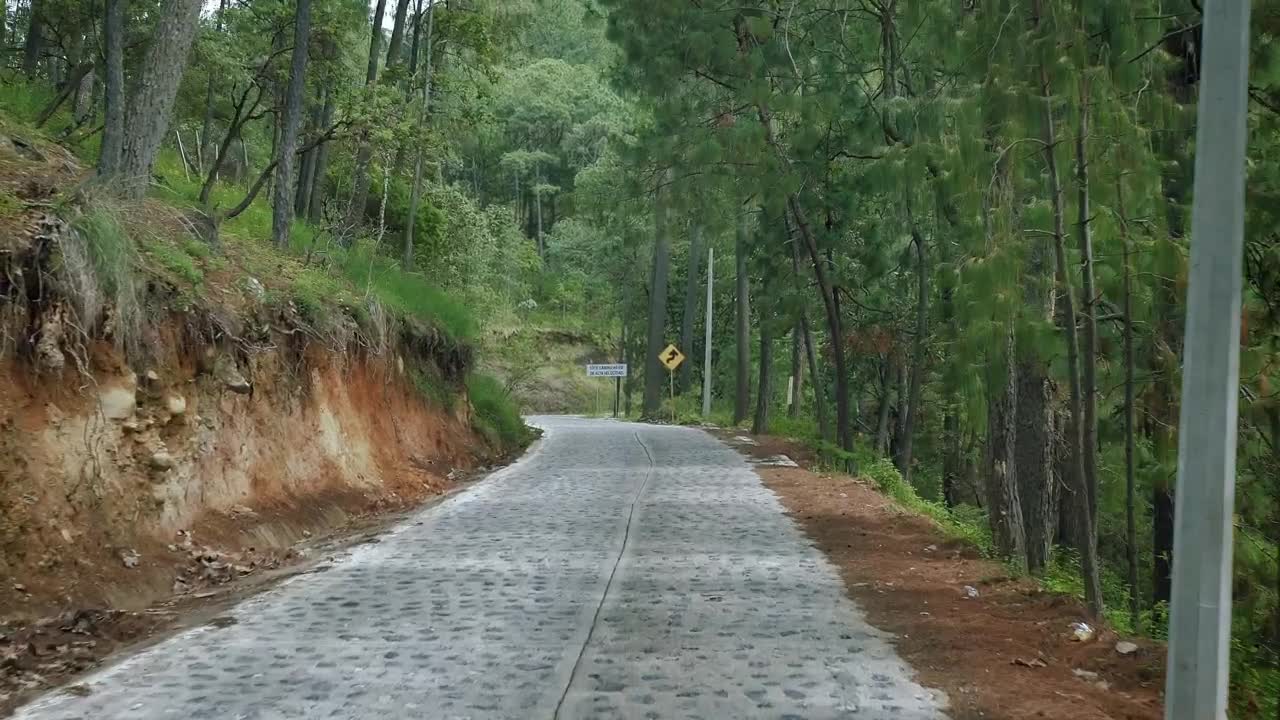 Free Stock Video Walking A Path That Crosses A Dense Forest Live Wallpaper - Free Download