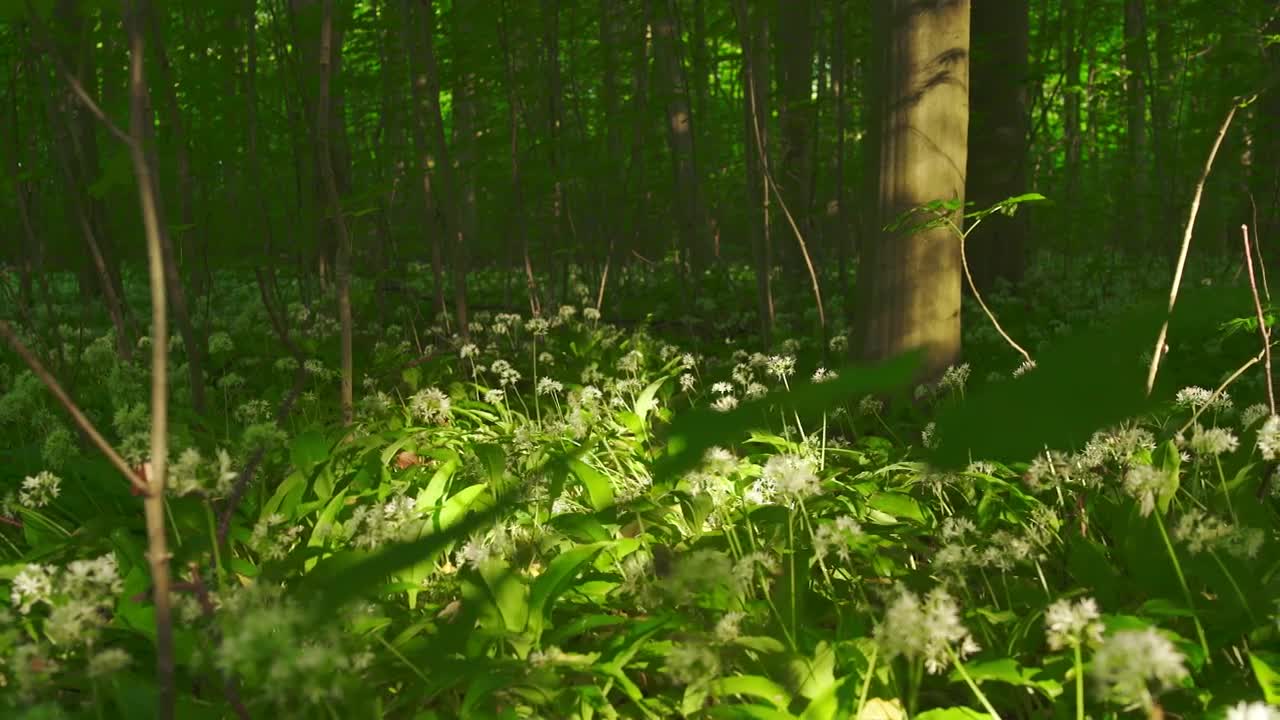 Free Stock Video Shadows Across The Forest Floor Live Wallpaper - Free Download