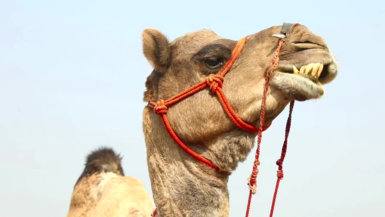 Video Stock Camel Chewing His Food Live Wallpaper For PC - Free Download