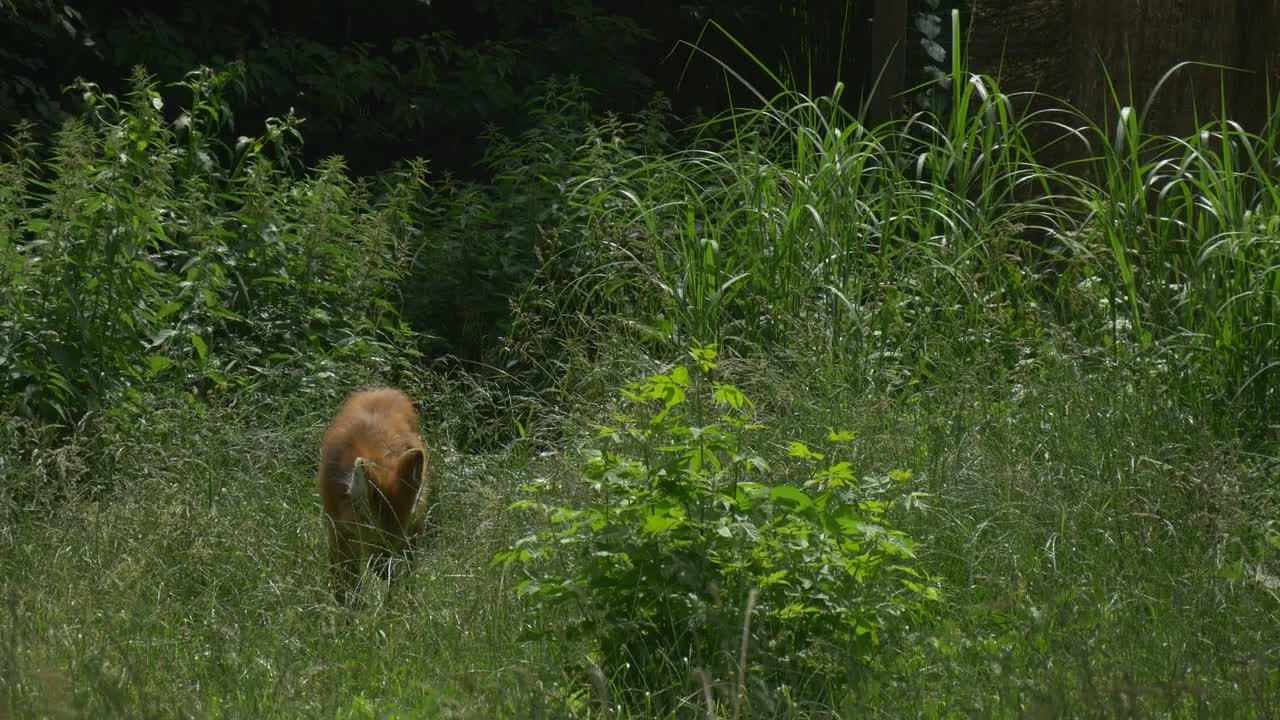 Stock Video Maned Wolf In The High Gras Animated Wallpaper - Free Download