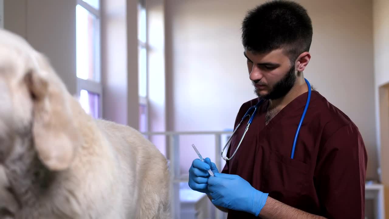 Stock Video Giving A Pet Dog A Vaccine Live Wallpaper For PC - Free Download