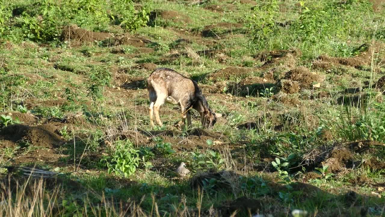 Stock Video Goat Eating Grass In The Morning Live Wallpaper For PC - Free Download
