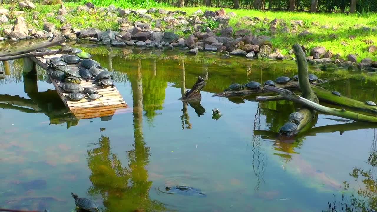 Stock Video Many Turtles In A Pond In Natur Animated Wallpaper - Free Download