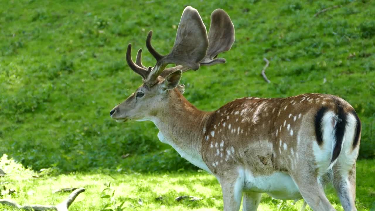 Stock Video Deer Licking His Fur On A Green Valley Live Wallpaper For PC - Free Download