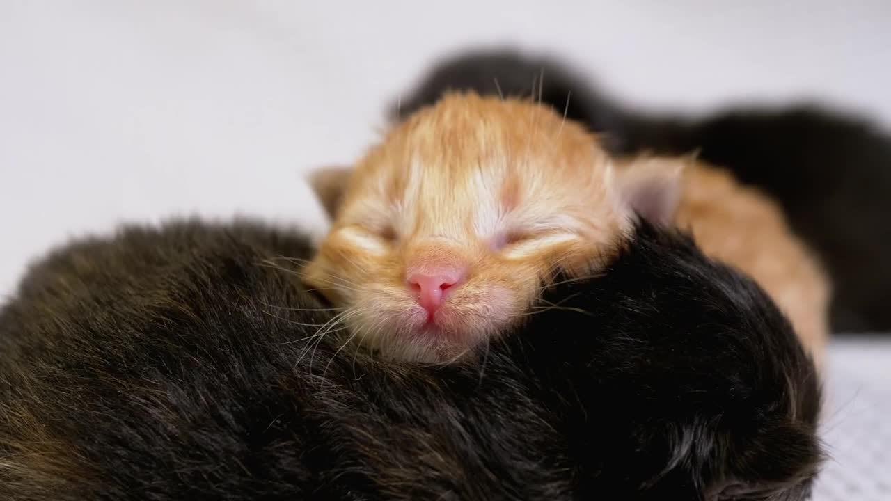 Free Video Stock three newborn cats Live Wallpaper - Free Download