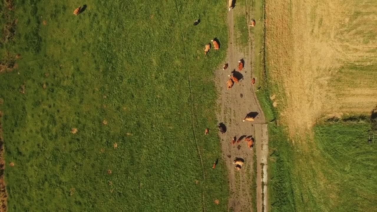 Stock Video Farm Animals In The Sun Live Wallpaper For PC - Free Download