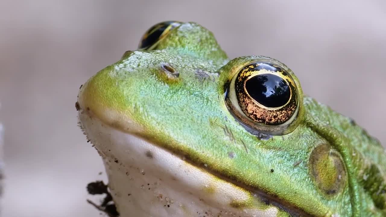 Video Stock Close Up Of A Toad Breathing Live Wallpaper For PC - Free Download