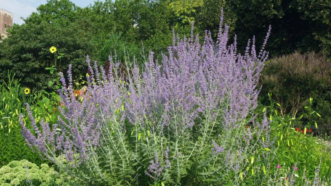 Stock Footage Wildflowers Covered In Working Bees Live Wallpaper - Free Download